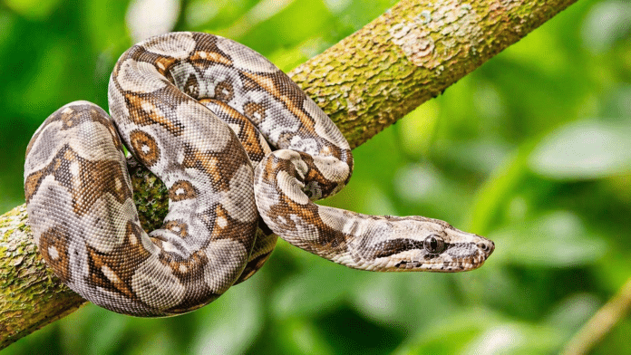 Ular Boa