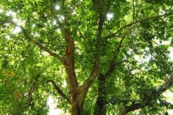 Pohon Gayam Dapat Mengatasi Polusi Udara Seperti Apa!! Pohon
